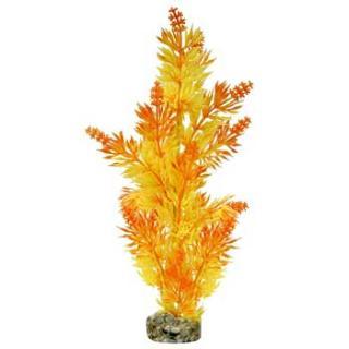 Blue Ribbon Gravel Base Plant - Large Bush Plant Orange