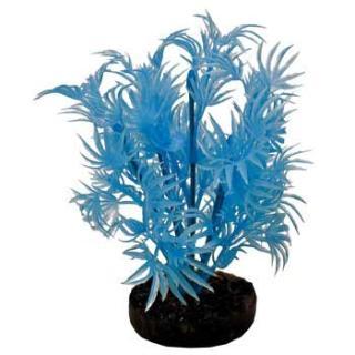 Blue Ribbon Colorburst Plant Dragon Leaf Neon Blue