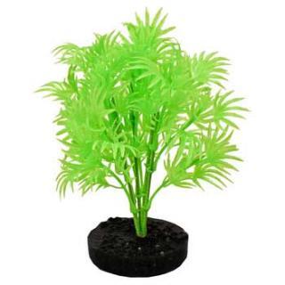 Blue Ribbon Colorburst Plant Dragon Leaf Neon Green