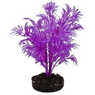 Blue Ribbon Colorburst Plant Dragon Leaf Neon Purple