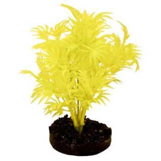 Blue Ribbon Colorburst Plant Dragon Leaf Neon Yellow