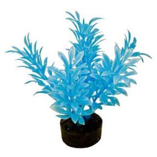 Blue Ribbon Colorburst Plant Exotic Mini Neon Blue