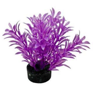 Blue Ribbon Colorburst Plant Exotic Mini Neon Purple