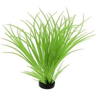 Blue Ribbon Colorburst Plant Ocean Grass Neon Green