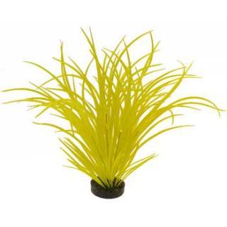 Blue Ribbon Colorburst Plant Ocean Grass Neon Yellow