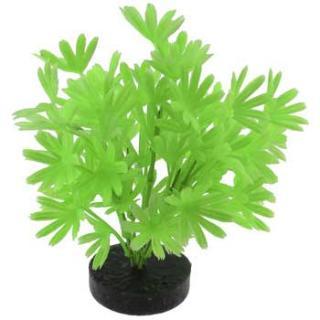 Blue Ribbon Colorburst Plant Palm Neon Green