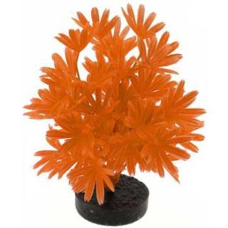 Blue Ribbon Colorburst Plant Palm Neon Orange