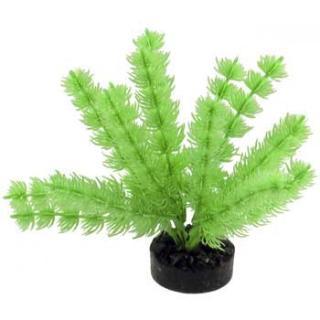 Blue Ribbon Colorburst Plant Foxtail Neon Green