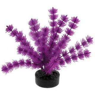 Blue Ribbon Colorburst Plant Foxtail Neon Purple