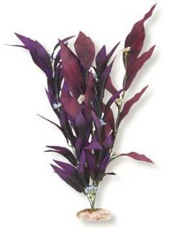 Blue Ribbon Plant - African Sword W-Flowers Medium Plum