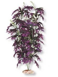 Blue Ribbon Plant - Amazon Butterfy Leaf Large Plum