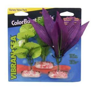 Blue Ribbon Plant - Multipack Mini African Broadleaf Cluster