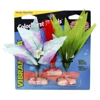 Blue Ribbon Plant - Multipack Mini Flowering Sword Cluster