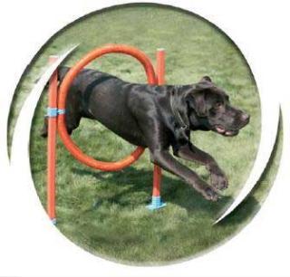 Lixit Agility Jump Hoop